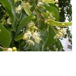 [939586057] EIE TIGLIO 30 ML GOCCE